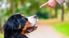 Câine în casă: cum să devii un ghid pentru animale de companie